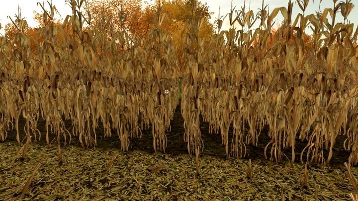 Kukurydza to jedna z roślin okopowych - Farming Simulator 22: Słonecznik i kukurydza - Farming Simulator 22 - poradnik do gry