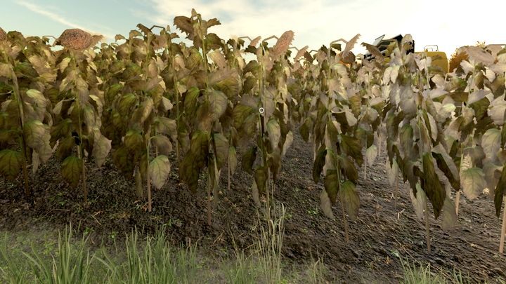 Słonecznik to jedna z roślin okopowych - Farming Simulator 22: Słonecznik i kukurydza - Farming Simulator 22 - poradnik do gry