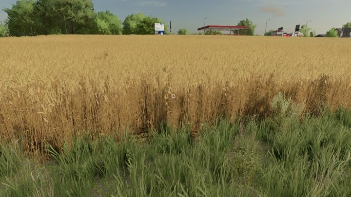 Pszenica pod względem parametrów i zbiorów oraz cen jest zbliżona do jęczmienia - Farming Simulator 22: Zboża - pszenica, owies, jęczmień, sorgo - Farming Simulator 22 - poradnik do gry
