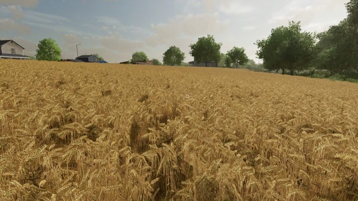 Jęczmień podobny jest do pszenicy - Farming Simulator 22: Zboża - pszenica, owies, jęczmień, sorgo - Farming Simulator 22 - poradnik do gry