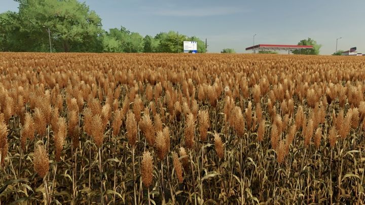 Sorgo to jeszcze jedno zboże dostępne w grze - Farming Simulator 22: Zboża - pszenica, owies, jęczmień, sorgo - Farming Simulator 22 - poradnik do gry