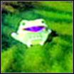 Nazwa: Lickatoad - Gatunki pinat cz.5 | Viva Pinata - Viva Pinata - Xbox 360 - poradnik do gry