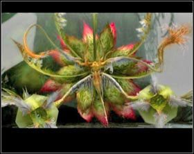 Rafflesia - Feywood | Część III | Solucja Final Fantasy XII - Final Fantasy XII - poradnik do gry