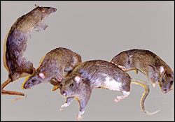 SZCZUR - Wrogowie | Przeciwnicy w Tomb Raider Anniversary - Tomb Raider: Anniversary - poradnik do gry