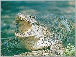 KROKODYL - Wrogowie | Przeciwnicy w Tomb Raider Anniversary - Tomb Raider: Anniversary - poradnik do gry