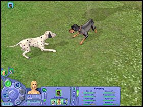 1 - Rozdział 3 - Psia randka (2) | Psie zawody - The Sims: Historie ze świata zwierząt - poradnik do gry