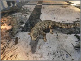 4 - Library | Alexandria, cz. 1 | Kleopatra Droga do tronu - Kleopatra: Droga do tronu - poradnik do gry