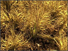 Thomas (M1 - Wyspa Faranga | Rozdział 1 | Solucja Risen - Risen - poradnik do gry