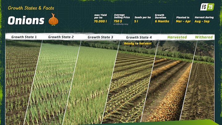 Źródło: Giants Software. - Cebula w Farming Simulator 25 zrzuciła wszystkie swoje warstwy. To pierwszy raz w historii, gdy będzie można ją siać - wiadomość - 2025-11-01