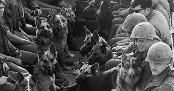 Powieść Finding Jack podejmuje temat psów służących w Wietnamie. / Źródło: westhartforddogpark.org - James Dean nie żyje od 64 lat, ale i tak „zagra” w nowym filmie - wiadomość - 2019-11-07