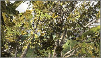 Drzewa! Widzę drzewa! - nowe możliwości Unreal Engine 3 - ilustracja #5