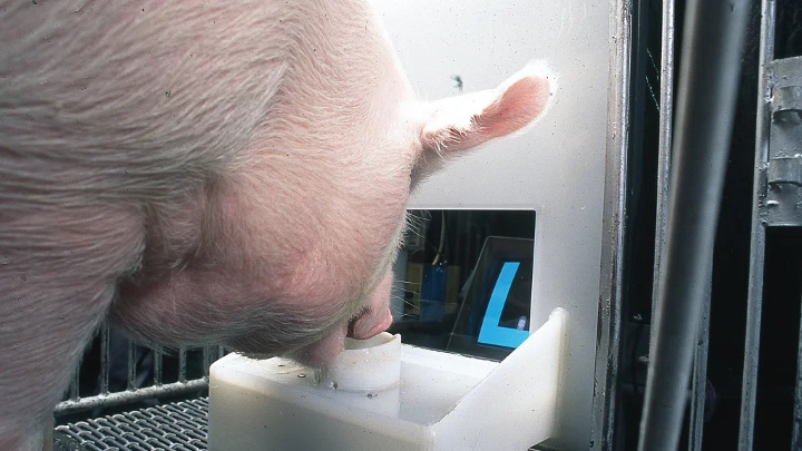 Naukowcy uczą świnie grać w gry wideo - ilustracja #1