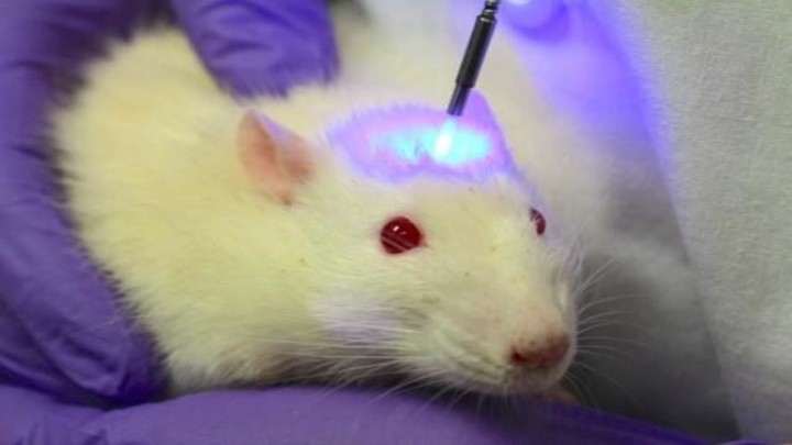 Szczur kontrolowany przy pomocy smartfona to nowe osiągnięcie naukowców - ilustracja #1