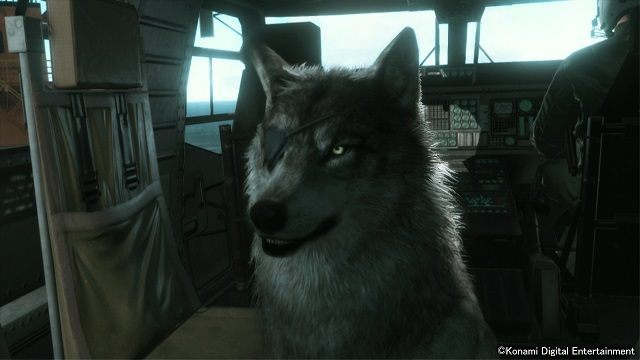 Metal Gear Solid V: The Phantom Pain – DD, podobnie jak jego pan, będzie nosić przepaskę na oku. - Metal Gear Solid V: The Phantom Pain - wilk DD nowym kompanem Big Bossa - wiadomość - 2014-09-21