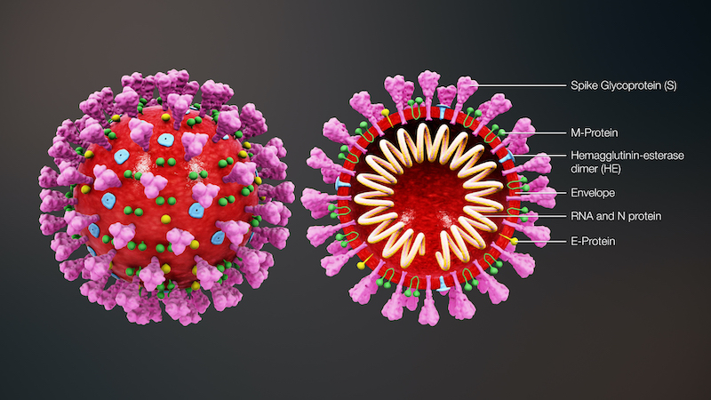 Naukowcy szukają sposobu na unicestwienie elementu oznaczonego jako Spike Glycoprotein (S). Źródło: Scientific Animations / CC - Superkomputer pozwoli dokonać przełomu w walce z koronawirusem - wiadomość - 2020-03-21