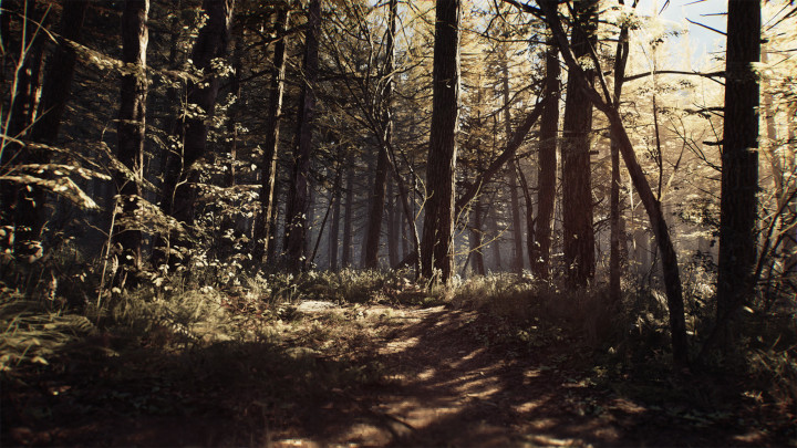 Skoro Blair Witch, to nie mogło zabraknąć tajemniczych lasów. - Blair Witch - fragmenty gameplayu i wymagania sprzętowe - wiadomość - 2019-06-10