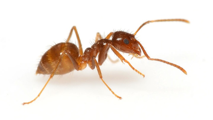 Szalone mrówki opanowały PC gracza; pozbycie się ich to koszmar - ilustracja #1
