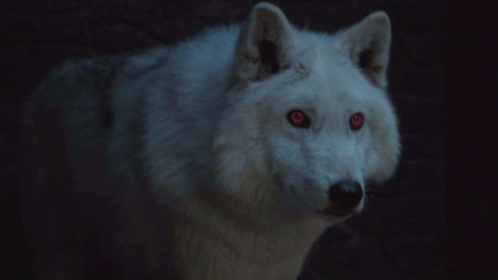 Wilkor Duch towarzyszył Jonowi Snowowi od samego początku serii. - Gra o tron – rozczarowująca scena z wilkorem to efekt ograniczeń CGI - wiadomość - 2019-05-09