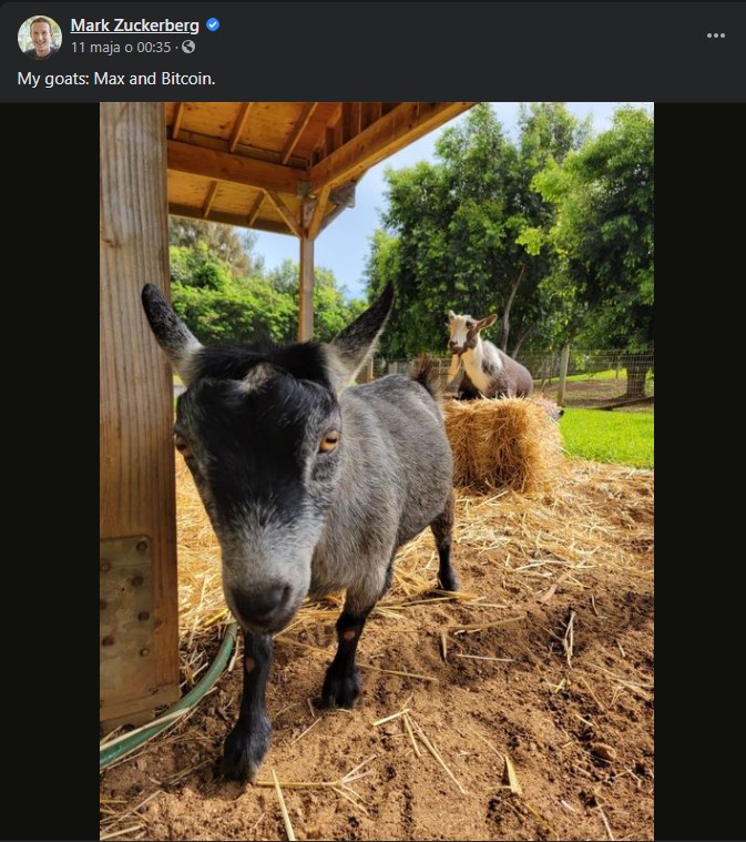 Szef Facebooka pochwalił się kozą; imię daje do myślenia - ilustracja #1