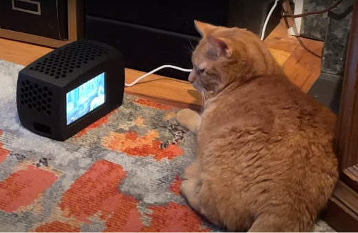 Źródło: Youtube | How to make a Raspberry Pi Cat TV / @Becky Stern