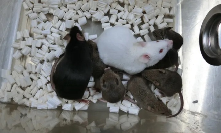 Sklonowali myszy z DNA zamarzniętej skóry - ilustracja #1