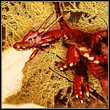 Zlot fanów gry Red Dragon