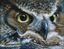 Owlman
