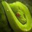 GreenSsnake