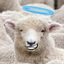 Holy_Sheep