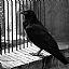 Dark Crow