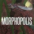 Morphopolis