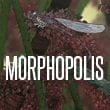 game Morphopolis