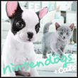 game Nintendogs + Cats: French Bulldog & New Friends