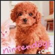 game Nintendogs + Cats: Toy Poodle & New Friends