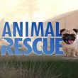 game Animal Rescue