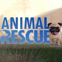 Animal Rescue PC, PS4, XONE, Switch, PS5, XSX | GRYOnline.pl