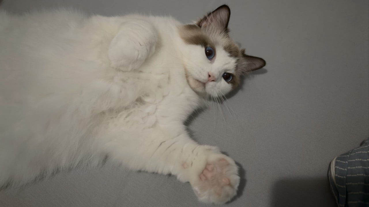 Kot ostrzegł właściciela przed awarią RTX 4090, która mogła skończyć się tragedią