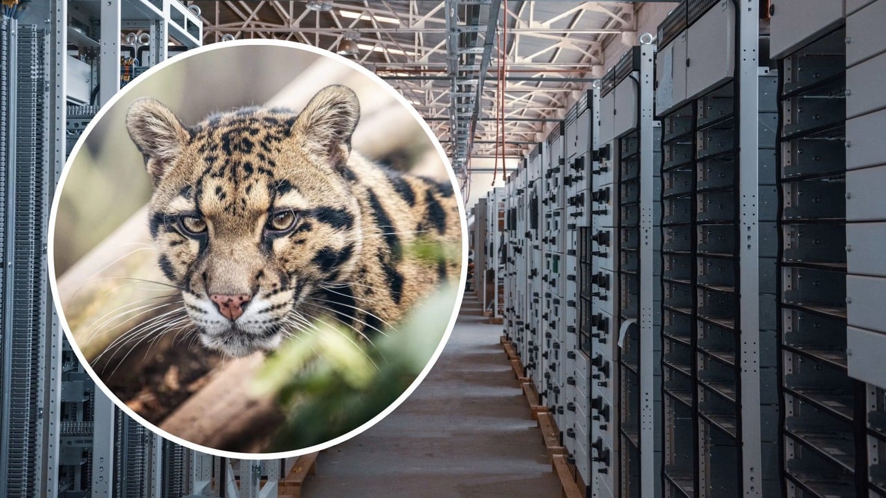 Zoo protestuje przeciw budowie centrum danych. 322 tysiące osób podpisało petycję przeciw budowie obok siedlisk zwierząt
