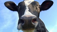 Divinity: Grzech Pierworodny - edytor oraz mod Cow Simulator 2014