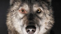 Pokot, Ukryte działania - weekendowe premiery filmowe