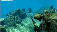Spearfishing dla amatorów wirtualnego nurkowania