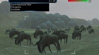 Majesco zaprasza na safari do Afryki
