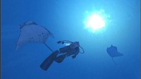 Posiadacze Wii zanurkują z grą Forever Blue