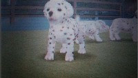 Nintendogs: Dalmation & Friends w produkcji?