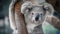 Wystartowało charytatywne Humble Australia Fire Relief Bundle
