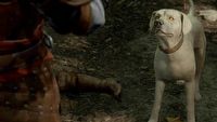 Pies w Baldur’s Gate 3 pogłaskany 400 tys. razy. 98% graczy romansuje z NPC