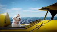 Flight Simulator reklamują latające psy, Microsoft chwali się liczbami