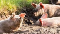 Naukowcy uczą świnie grać w gry wideo