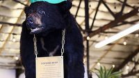 Pewien niedźwiedź przedawkował kiedyś kokainę. Teraz powstanie o tym film