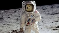 Elon Musk chce Dogecoin na Księżycu, kurs już poszybował